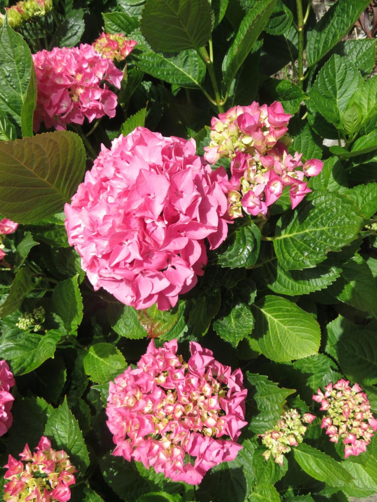Le Jardin A Mordreuc Bed & Breakfast Pleudihen-sur-Rance Exterior foto